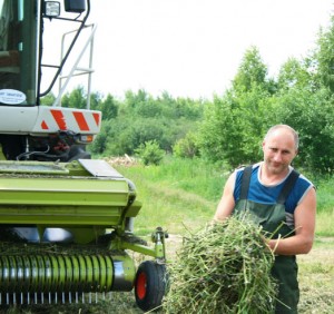 сено, трава, уборка