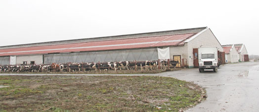 На молочнотоварном комплексе в филиале «Вендорож» РУП  «Могилевэнерго» производят молоко самого высокого качаства