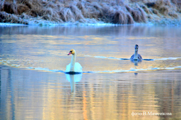 DSC_0116 копия копия_