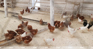 Производство сельхозпродукции в Беларуси в январе – сентябре выросло на 1,2 % Производство сельхозпродукции в Беларуси в январе – сентябре выросло на 1,2 %