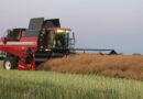 В Беларуси намолотили более 3,8 млн т зерна. Посмотрите, сколько убрали в Могилевской области