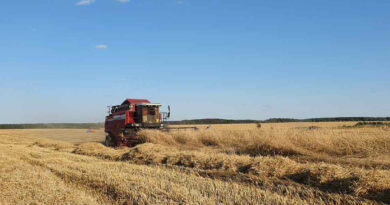 Белорусские аграрии намолотили 3540,8 тыс. т зерна