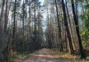 В Могилевском районе искали заблудившегося пенсионера