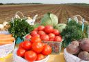 Порядка 8 тысяч тонн овощей планируют получить в этом году в ОАО “Фирма “Кадино”