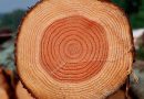 Совмин до 1 марта внесет предложения по удешевлению древесины для строительства жилья
