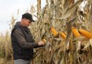 Высокая урожайность кукурузы отмечена на полях ЗАО “Серволюкс Агро”