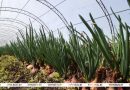 ФОТОФАКТ: В теплицах Могилевского района выращивают лук на перо
