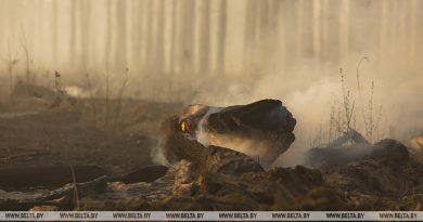 В Беларуси за сутки ликвидированы четыре лесных пожара