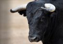 В Могилевском районе бык напал на стажера пастуха