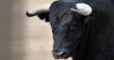 В Могилевском районе бык напал на стажера пастуха