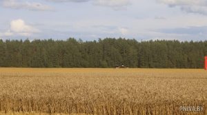 В Могилевском РОВД рассказали, какая ответственность предусмотрена за нарушения законодательства во время уборочной кампании
