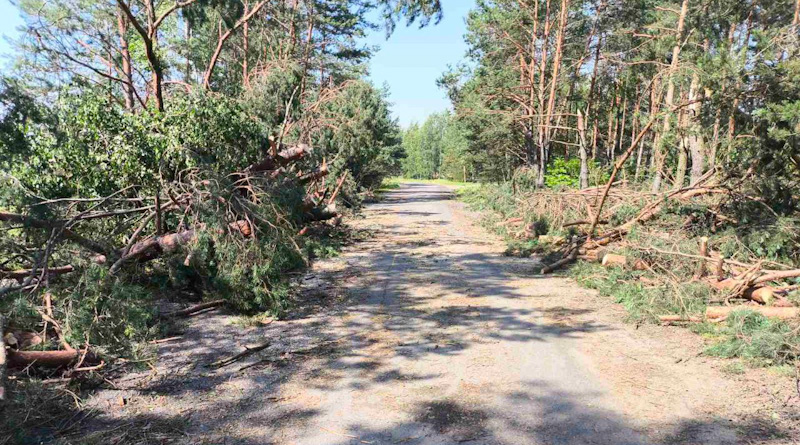 В Могилевском районе устраняют последствия стихии