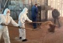 Мобильная бригада по уборке урожая работает в агролесотехническом колледже. Куда отправят зерно?
