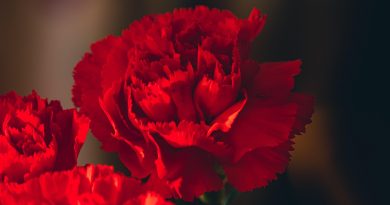 Поздравление руководства Могилевской области с Днем Октябрьской революции