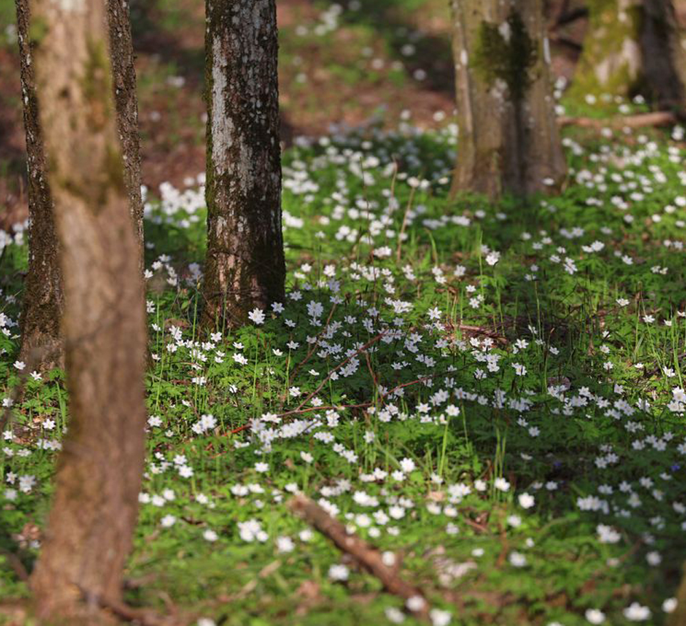 Красота под запретом: почему не стоит покупать весенние букеты «с рук»?
