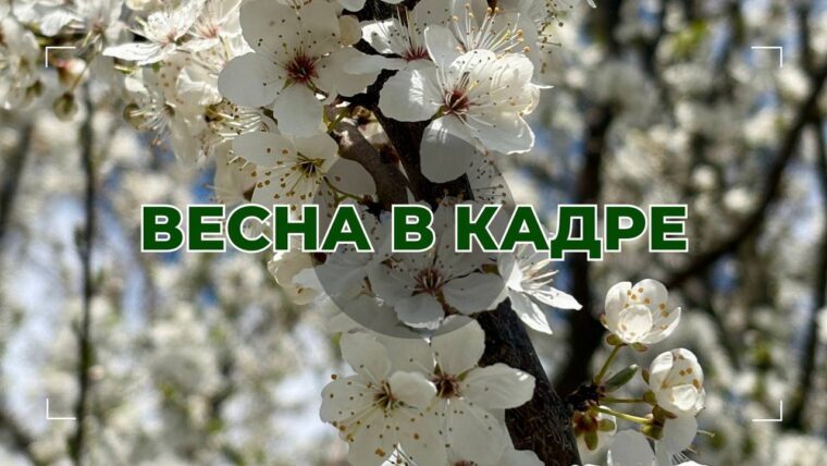 Предлагаем поучаствовать в голосовании за самое весеннее фото