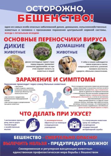 Бешенство: симптомы, профилактика и действия при укусе