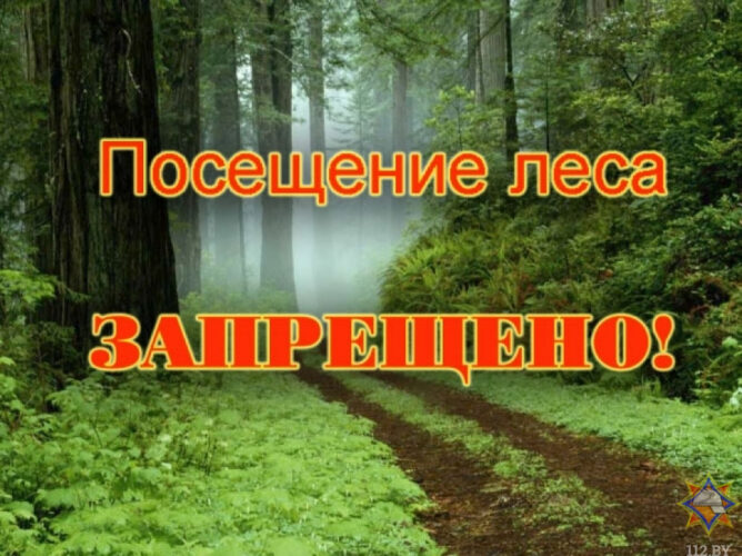Ограничения на посещение лесов введены во всех районах Могилевской области