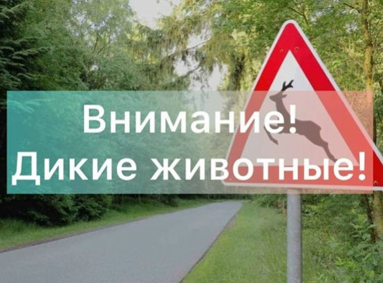 Осторожно, дикие животные: как избежать беды на дороге