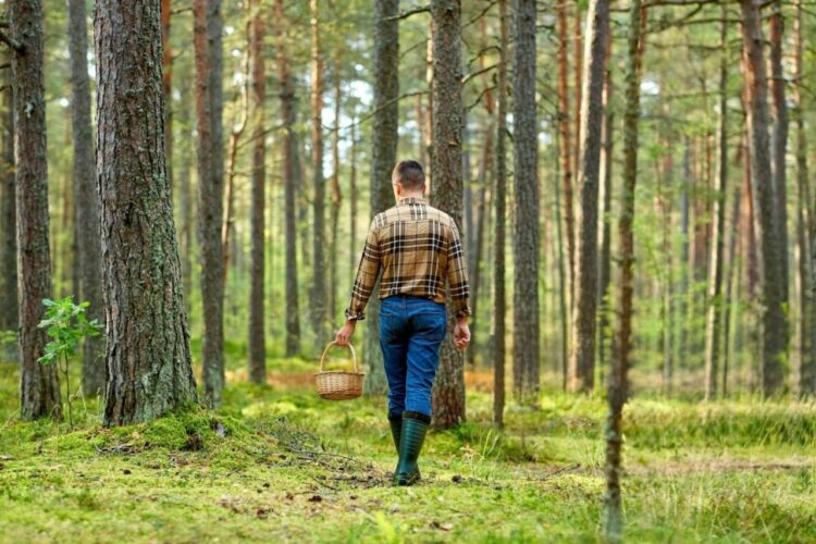 Яркая одежда, компас и заряженный телефон: Могилевский РОЧС напоминает правила безопасности для грибников и ягодников