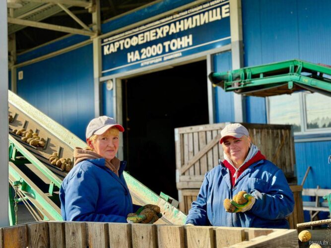 На полях Могилевской областной сельскохозяйственной опытной станции НАН Беларуси в Дашковке идет уборка «второго хлеба»